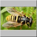 Temnostoma vespiforme - Wespen-Moderholzschwebfliege m01.jpg